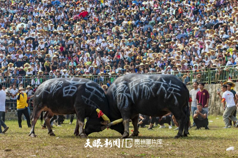 802840-2024年9月28日，在貴州省從江縣丙妹鎮(zhèn)松學(xué)斗牛塘觀，兩頭牛王在打斗。.jpg